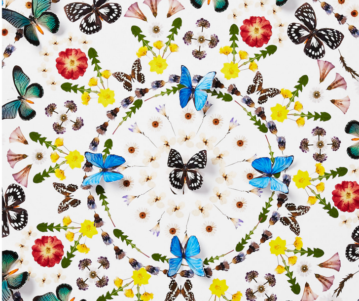 Flower and Butterfly Pattern, summer colors