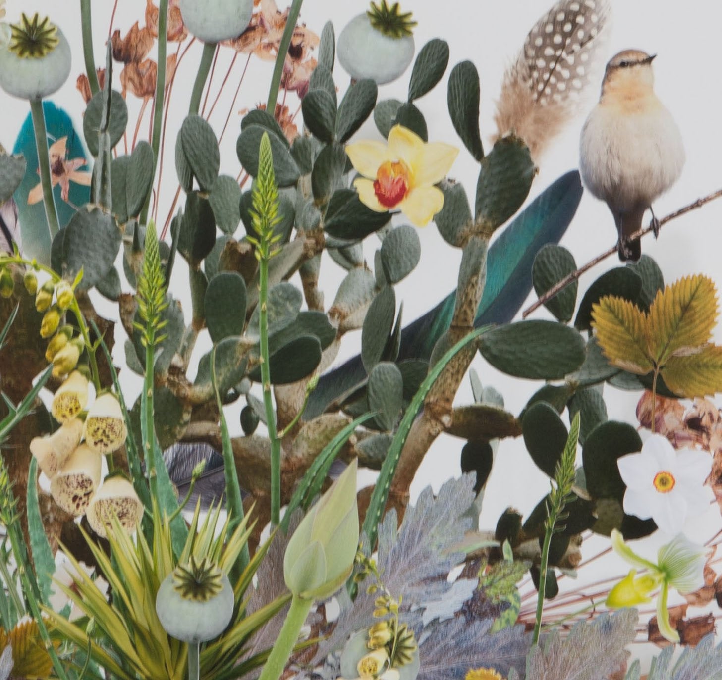 small Plant Montage: Birds