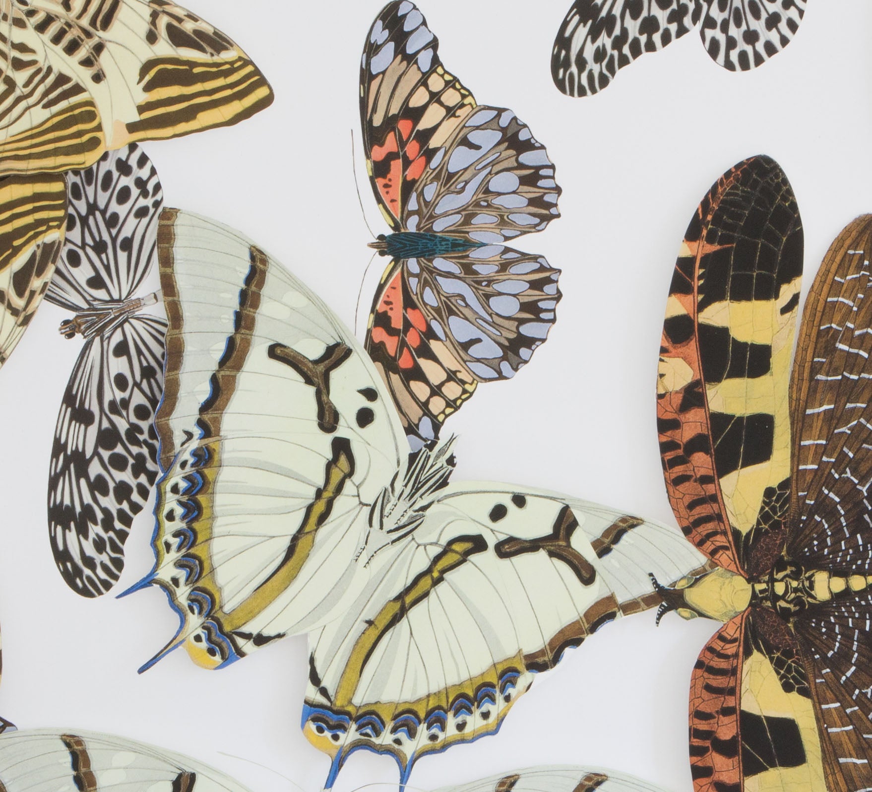 Large Butterfly and Moth Collage