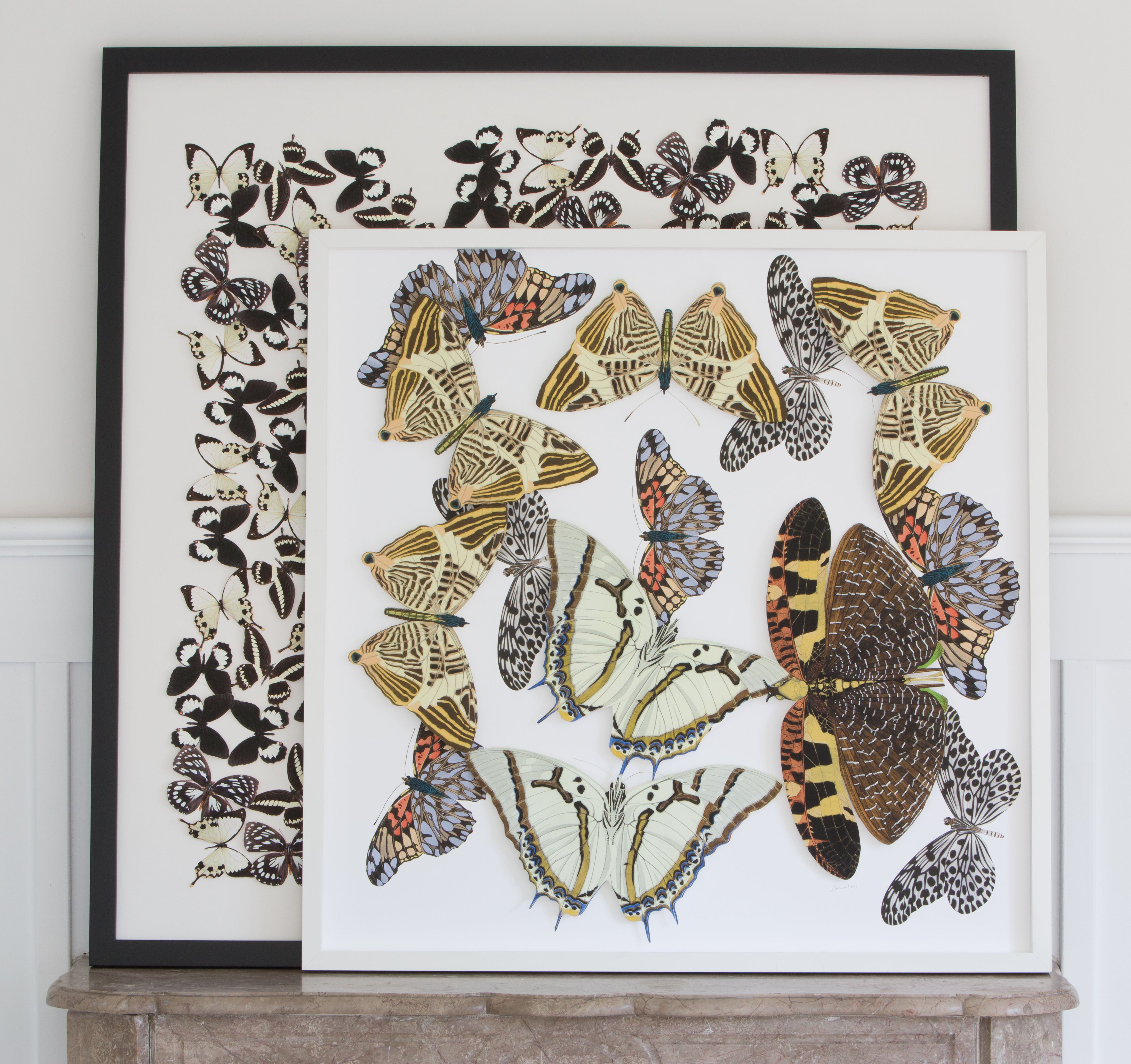 Large Butterfly and Moth Collage