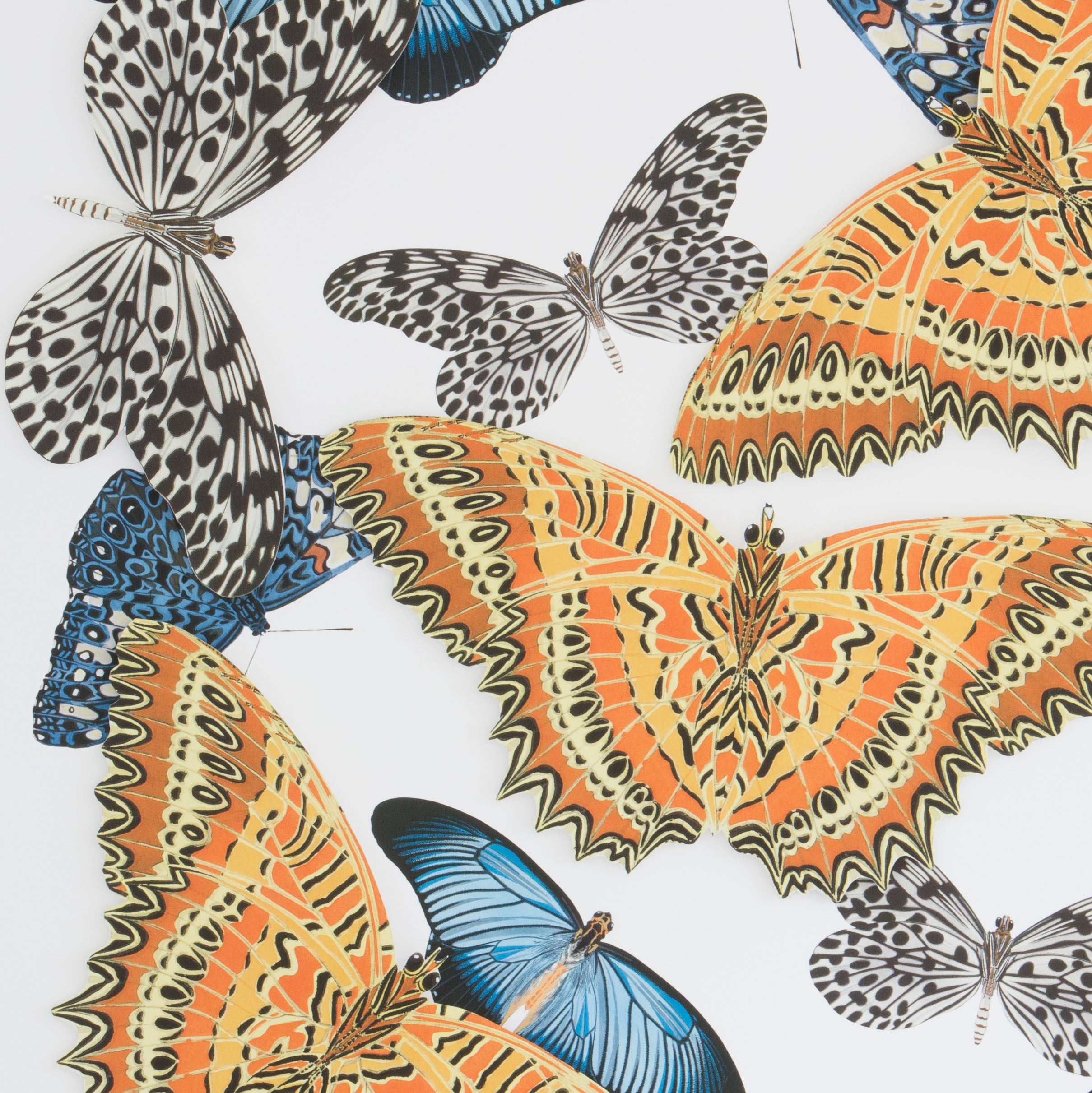 Large Butterfly and Collage #2