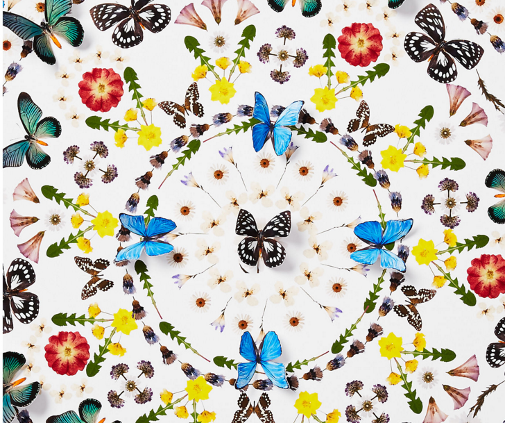 Flower and Butterfly Pattern,  summer colors