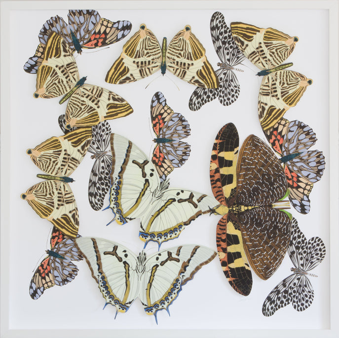 Large  Butterfly and Moth Collage