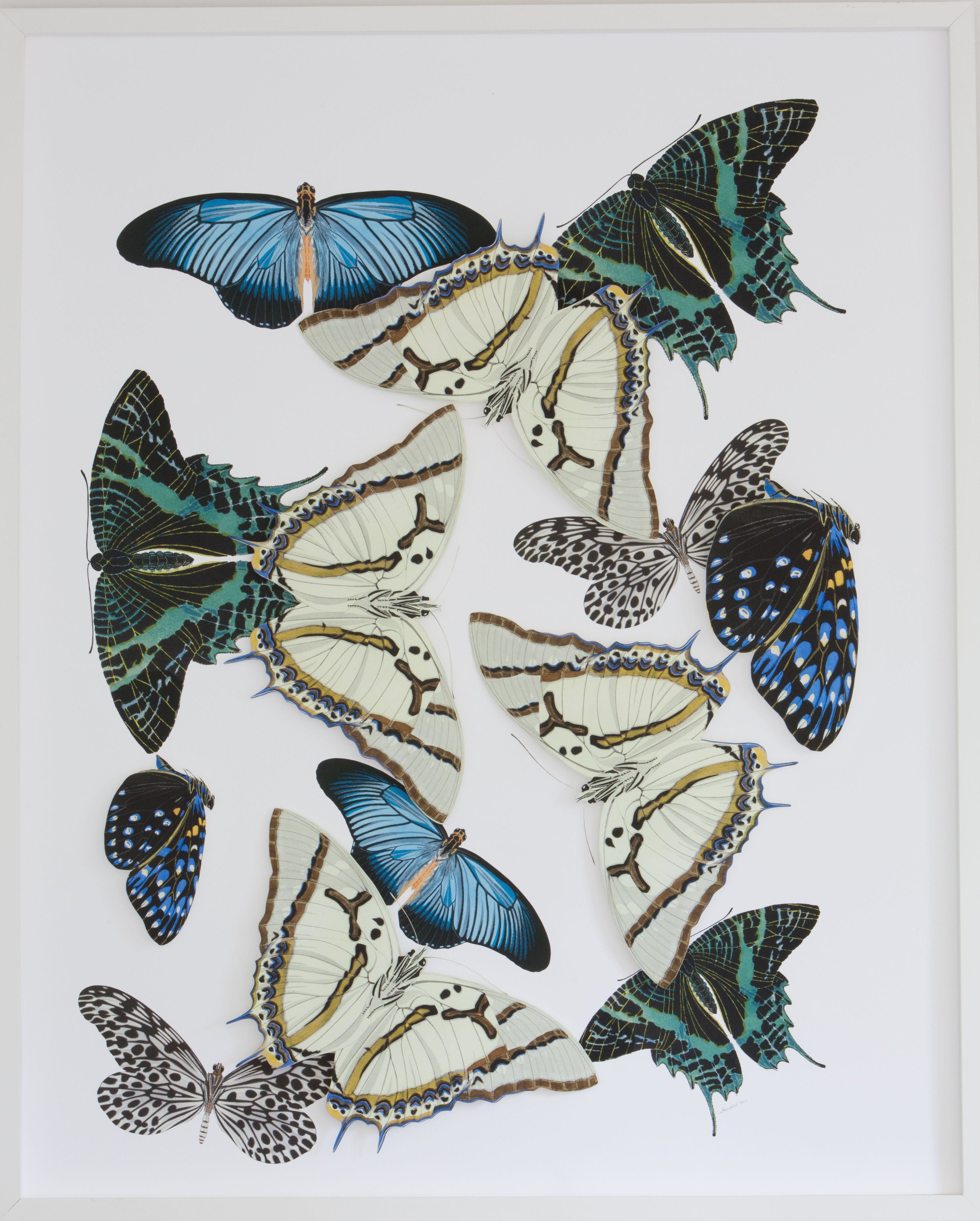 Large Butterfly and Moth Collage: Blue