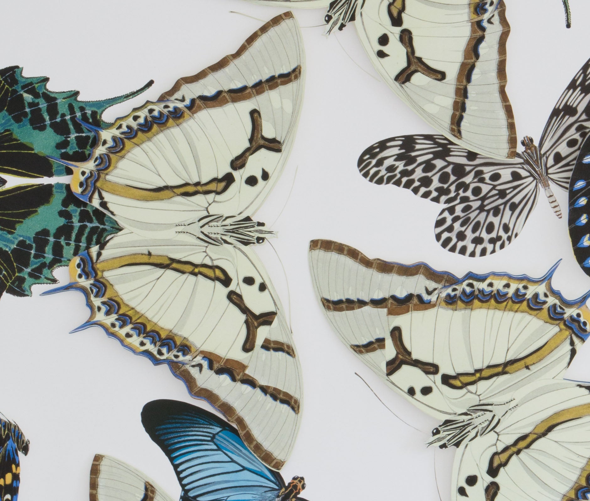 Large Butterfly and Moth Collage: Blue