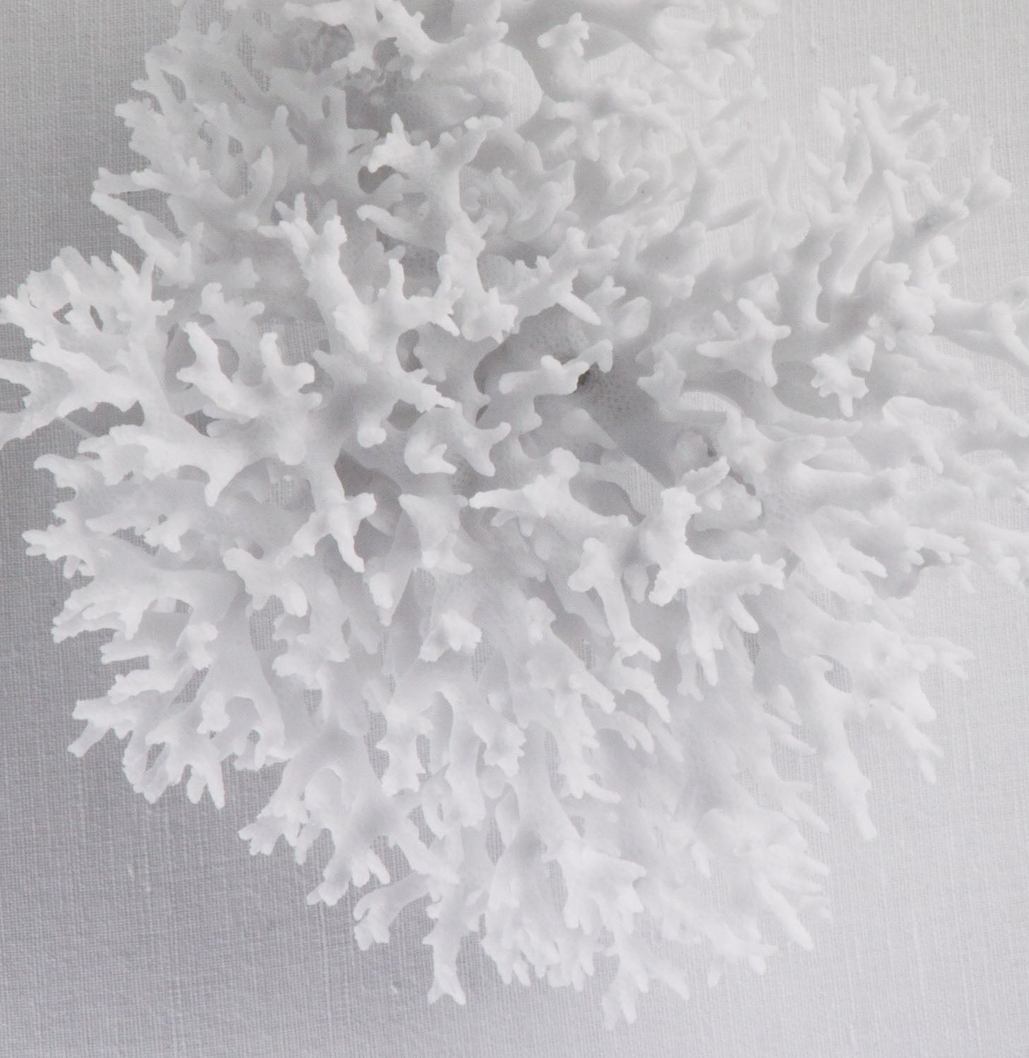 White Coral